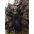 thumbnail image 2 of Tarentule, 2 of 4