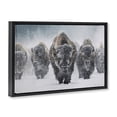 thumbnail image 4 of Stupell Industries Indomitable Bison in Snow Animals Photography Black Floater Framed Canvas Art Print Wall Art, 31 x 21, 4 of 10