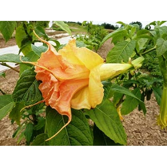 10 Tsunami Angel Trumpet Seeds