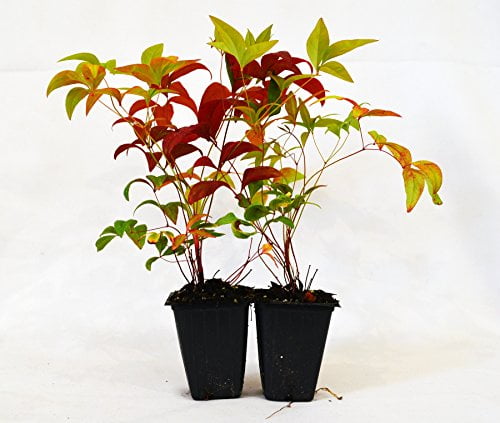 9GreenBox - Nandina Domestica Fire Power (Heavenly Bamboo) - 2 Pack