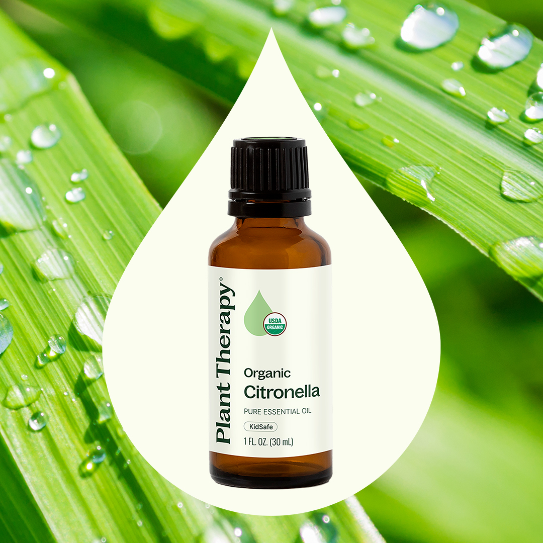 Plant Therapy Citronella Organic Essential Oil 100% Pure, USDA Certified Organic, Undiluted, Natural Aromatherapy, Therapeutic Grade 30 mL (1 oz)