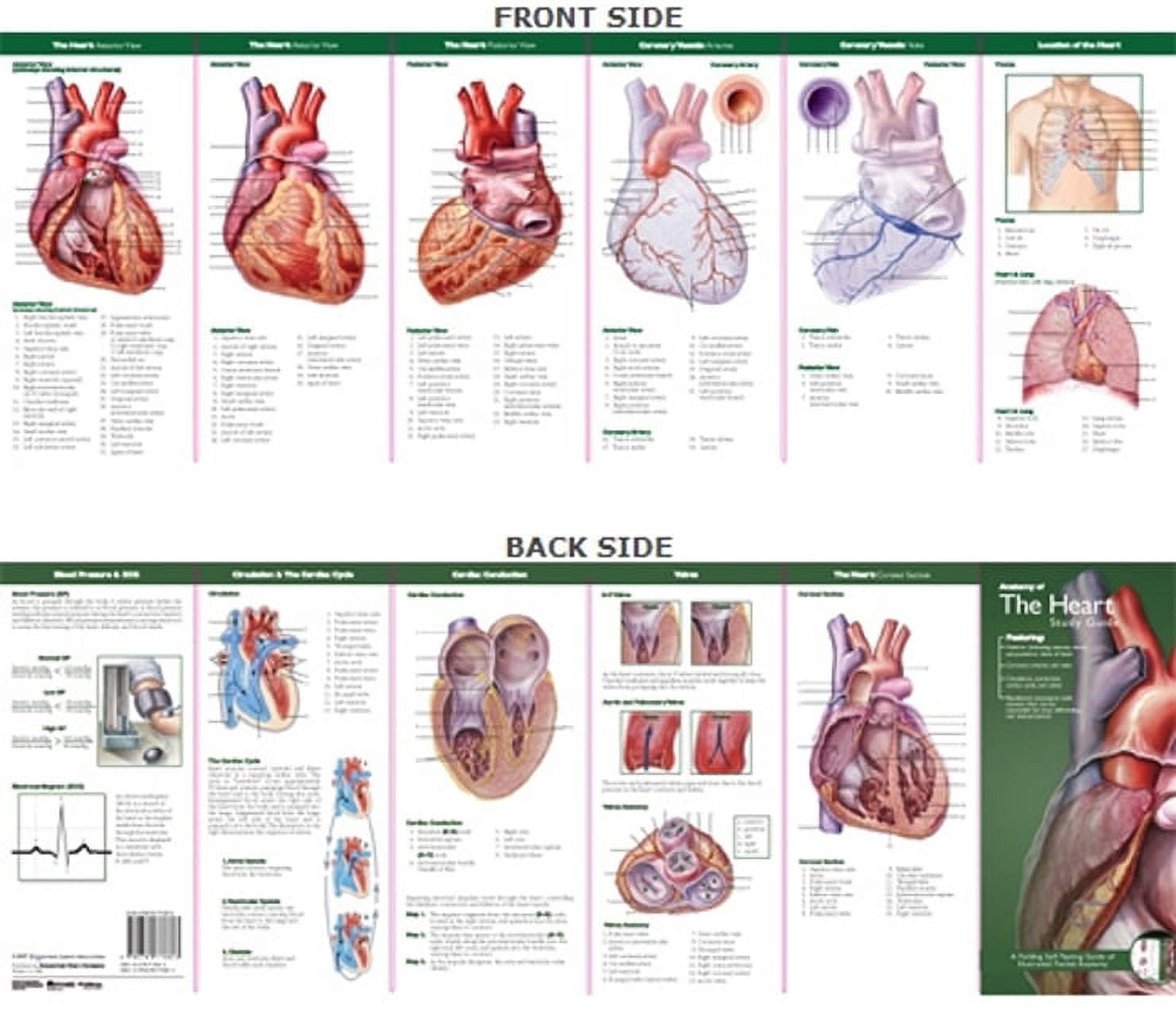 Vascular System And Viscera Anatomical Chart - Medical Illustration By Peter Bachin, Classic Human Anatomy Poster - View #10