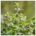 thumbnail image 2 of Everwilde Farms - 1/4 lb Wild Mint Native Wildflower Seeds - Gold Vault Bulk Seed Packet, 2 of 2