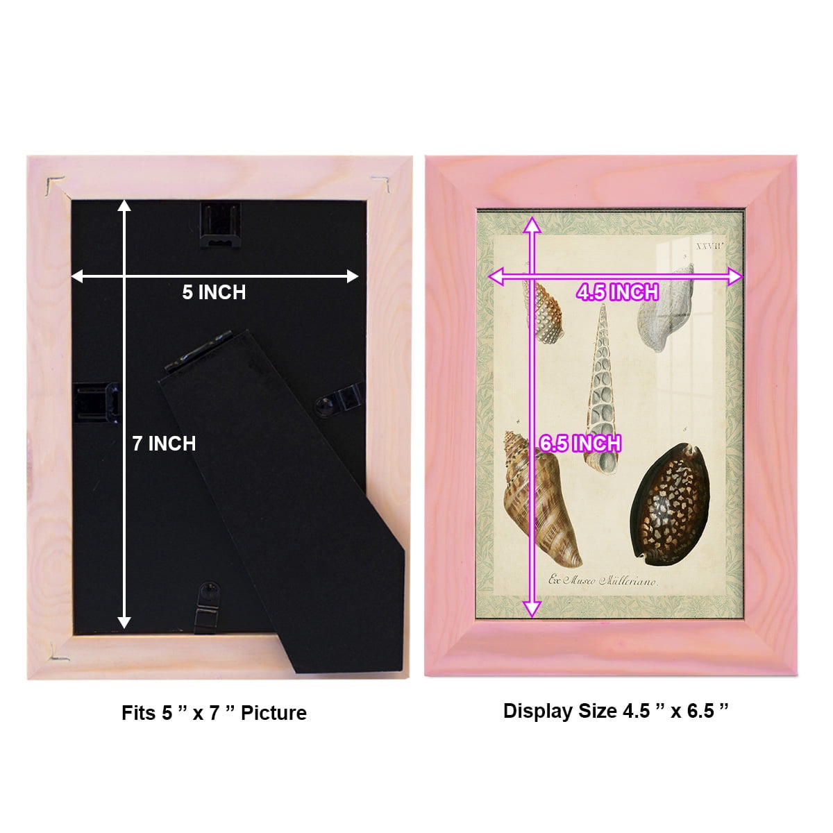 Bookplate Shells IX - Framed Print w/glass - Sunset Pink