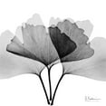 thumbnail image 2 of Koetsier, Albert 20x20 Black Ornate Wood Framed with Double Matting Museum Art Print Titled - Inverted Ginko 5, 2 of 4