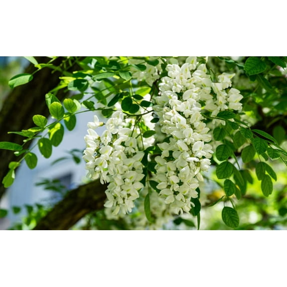 30 Black Locust Tree Seeds for Planting - Robinia pseudoacacia