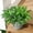 Green Orange, variant on Yastouay 10Pcs Fake Plants,Realistic Artificial Greenery for Outdoors,UV Resistant Artificial Ferns for Outdoors Front Porch Decor