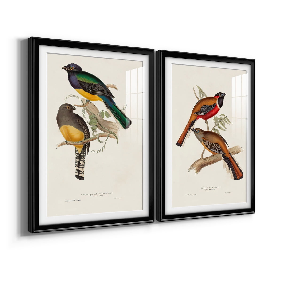 Wexford Home Elegant Trogons III Premium Framed Print, 30.5" x 42.5" - Ready to Hang, Black (Set of 2)