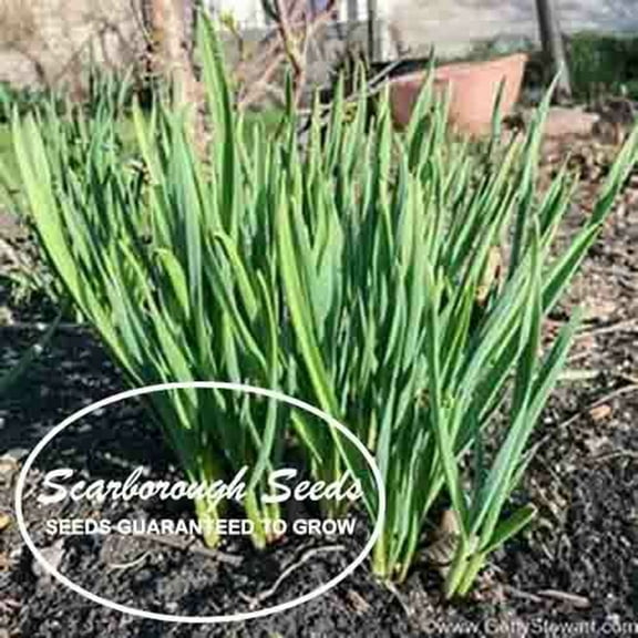 Scarborough Seeds Garlic Chives 300 Seeds Non GMO Perennial
