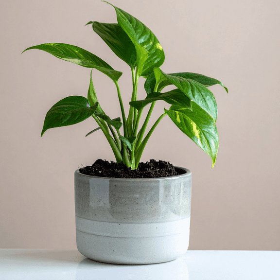 Golden Pothos Live Indoor Plant, Golden Pothos Plant, Trailing Plants Live Houseplants, 4-7 inches Tall in 4 inch Pot for Planting