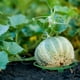 thumbnail image 4 of Bandejas de frutas para horticultura Soporte para melones y calabazas Soporte para sandías de jardín Soporte para enrejado de plantas Soportes para vegetales de jardín para melones Akmoler, 4 of 5