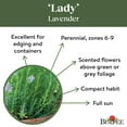 thumbnail image 5 of Burpee Lady Lavender Herb Seed, 1-Pack, 5 of 6