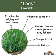 Burpee Lady Lavender Herb Seed, 1-Pack