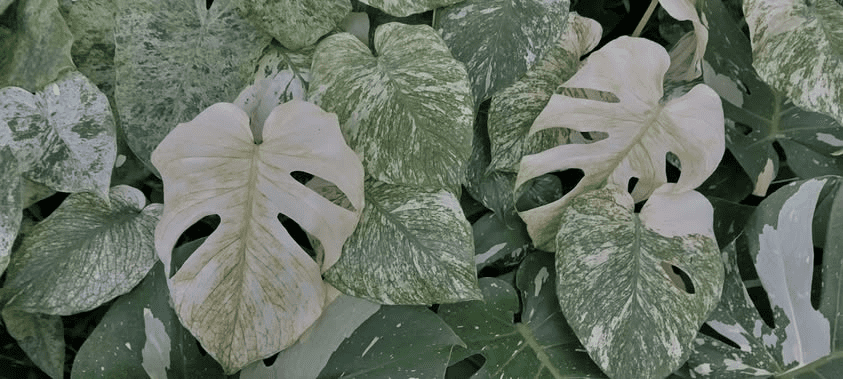 Monstera Mint Live Plant for Planting, Rare Variegated Houseplant for Home or Office, 5-8" Tall Tropical Indoor Plant