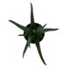 thumbnail image 2 of planta aloe vera 5 pg, 2 of 5