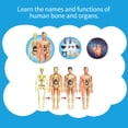 thumbnail image 1 of Aides Pédagogiques, Fournitures Éducatives Stem et Os Kit Simple Modèle Présentoir Os Outil Simple Modèle et Os Présentoir Stem Kit Outil Éducatif Kit Outil Modèle Corps Humain Modèle Huiop Qinquan, 1 of 6