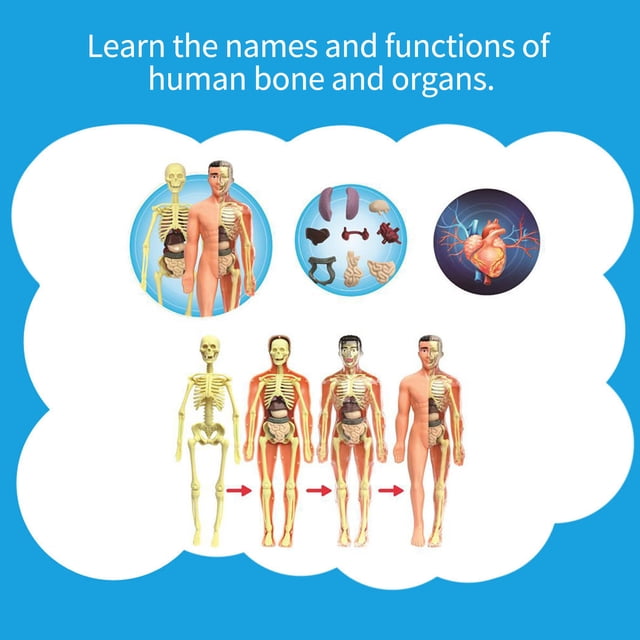 Teaching AIDS,Stem Educational Supplies And Bones Simple Kit Model Display Bones Simple Tool Model And Bones Display Stem Educational Simple Tool Kit Tool Kit Model Human Body Model Huiop Qinquan