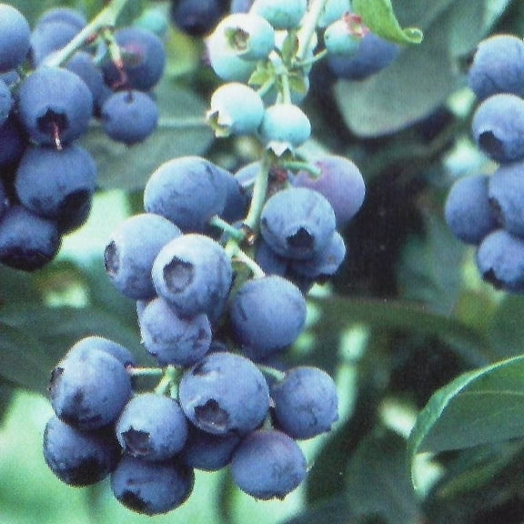 Pixies Gardens Tifblue Blueberry Bush 1 Gallon- One of The Oldest Blueberry Cultivars Still Being Planted and Considered One of The Best. Good Pollinator