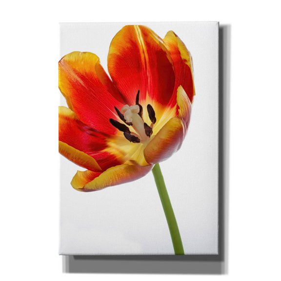 Epic Graffiti 'Orange Poppy Opened Today' by Pamela Plummer, Canvas Wall Art, 18"x26"