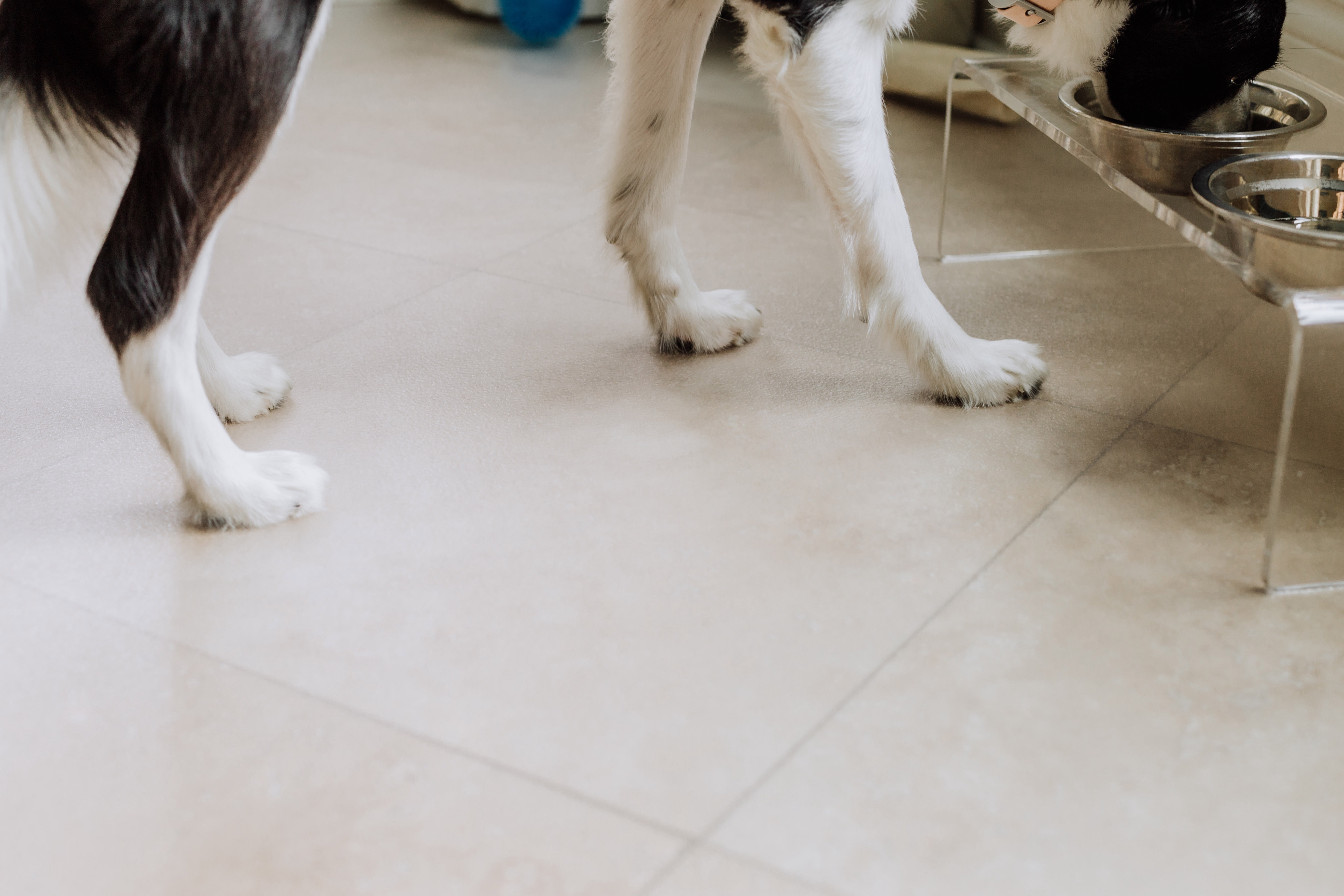 G-Floor 5' x 10' Polyvinyl Ceramic Pet Friendly Carpet Protector - Clear