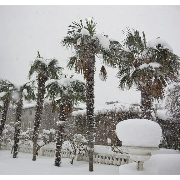 CZ Grain Windmill Palm Plant Seeds (6 Pack), Cold Hardy and Easy to Grow