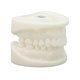 thumbnail image 5 of Modelo Dental Blanco, Modelo de Diente Simulación Educativa Modelo Dental Modelo de Dientes de Corindón Blanco Diseño de Última Generación, 5 of 8