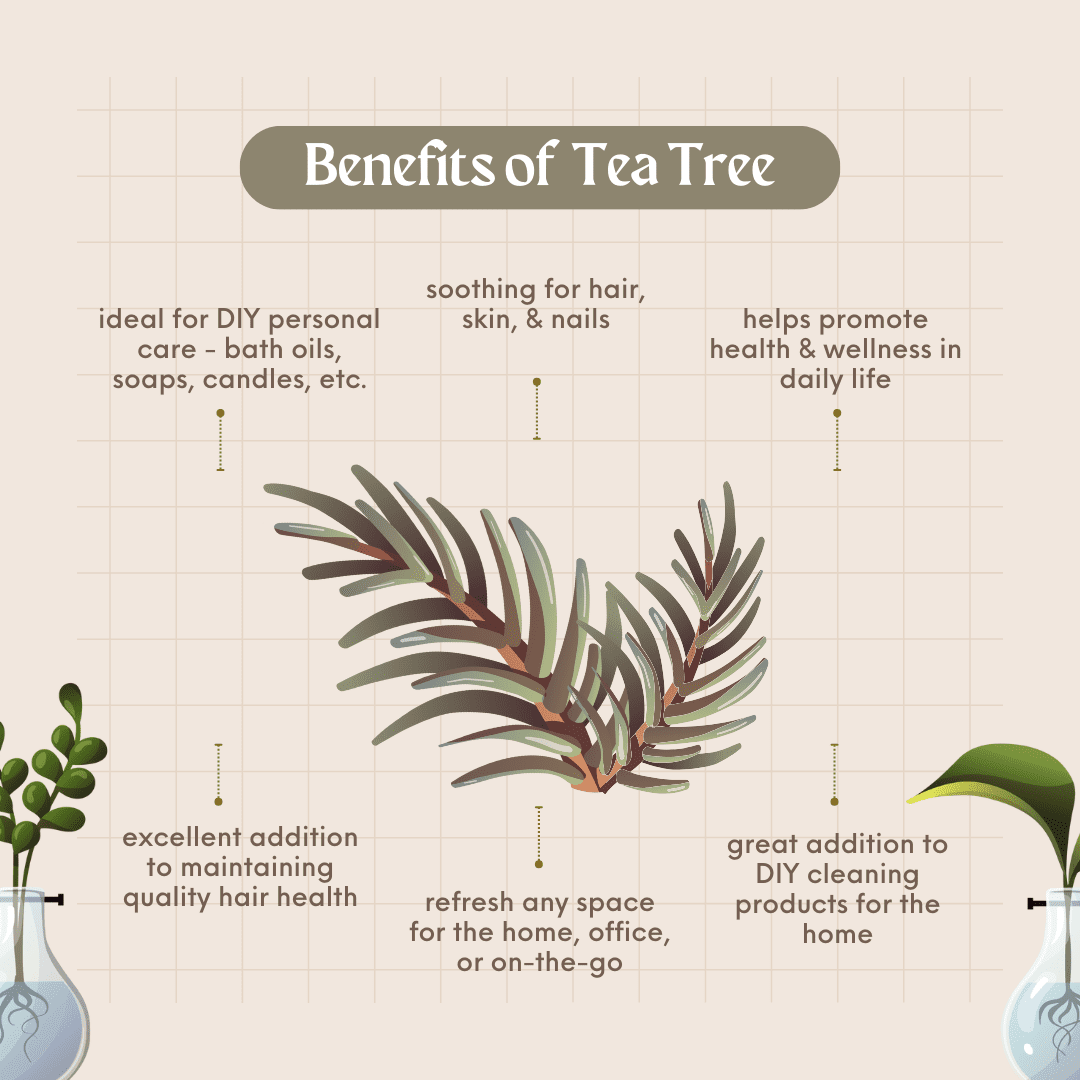 Tea Tree Oil – 8 fl oz (237 ml) Aluminum Bottle w/Plug Cap – 100% Pure Essential Oil