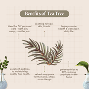 Tea Tree Australia Essential Oil - 1 fl oz (30 ml) Glass Bottle w/ Euro Dropper - 100% Pure Essential Oil by GreenHealth