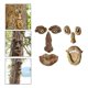 thumbnail image 1 of 2 Uds., Cara de árbol, Libre, Hombre Mayor, Alimentador de Aves Silvestres, árbol, Estatua, Arte de Patio DYNWAVEMX comedero para pájaros de árbol, 1 of 8