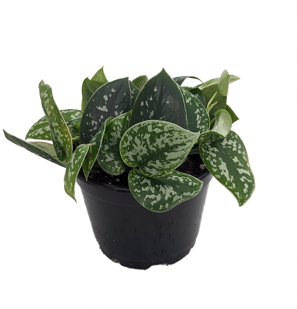 Rare Silver Satin Philodendron Scindapsus 6 Pot Trending Collector S Walmart Com Walmart Com