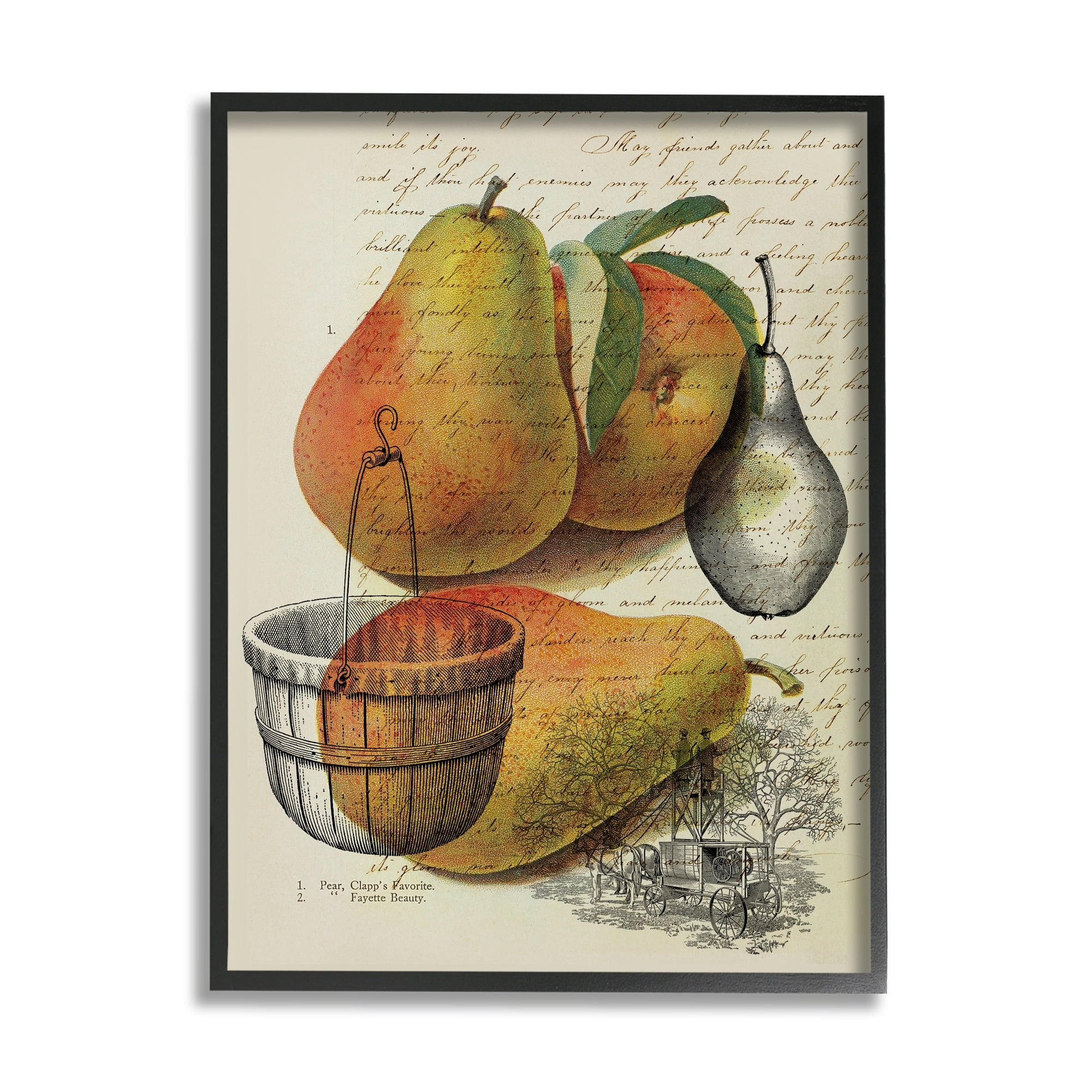 Stupell Industries Pear Fruit Harvest Illustration Vintage Text Passage, 16 x 20,Design by Daphne Polselli