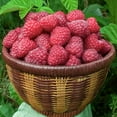 thumbnail image 2 of Willamette Raspberry Bush, Deciduous Fruit Bearing Plant, grown in a 1 Gallon Pot (1-Pack), 2 of 4