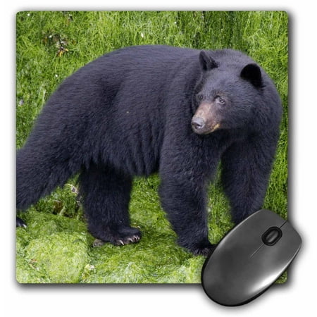 3dRose Black Bear cub on beach at low tide tries to catch crabs to eat.Vancouver Island,British Columbia,CA, Mouse Pad, 8 by 8 (Best Way To Catch Mice In Home)