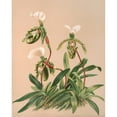 thumbnail image 2 of Harriet Stewart Miner 15x18 Gold Ornate Wood Frame and Double Matted Museum Art Print Titled - Cattleya Spicerianum (1885), 2 of 4