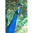thumbnail image 2 of Peck, Gail 23x32 Black Ornate Wood Framed with Double Matting Museum Art Print Titled - Royally Blue II, 2 of 4