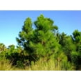 thumbnail image 2 of Slash Pine Tree  40 Live Plants  Pinus Elliottii  Fast Growing Stately Shade Tree, 2 of 8