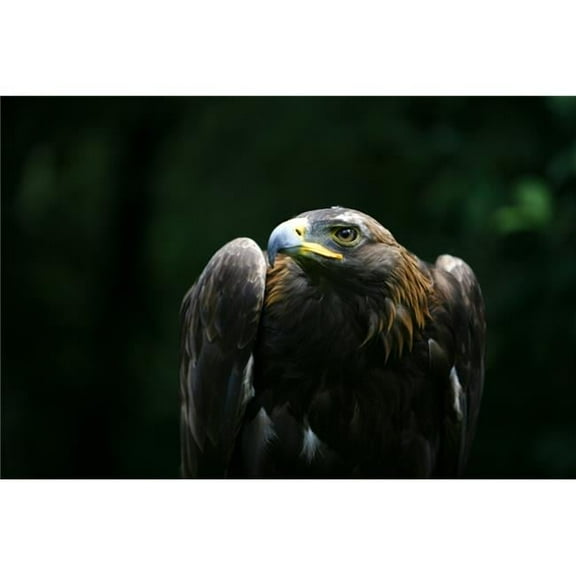 Golden Eagle Poster Print