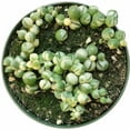 thumbnail image 6 of Variegated Senecio String of Pearls Succulent (6"+ Plastic Pot) - Tiny, Lovely, Easy to Care Succulent for Beginners - Live Healthy Succulent for Home Office - Best Trailing Indoor Plant, 6 of 7