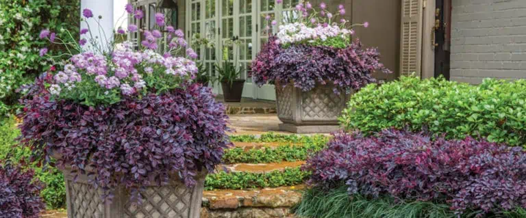 Southern Living Purple Daydream Loropetalum Live Shrub in 2-Gallon Grower Pot