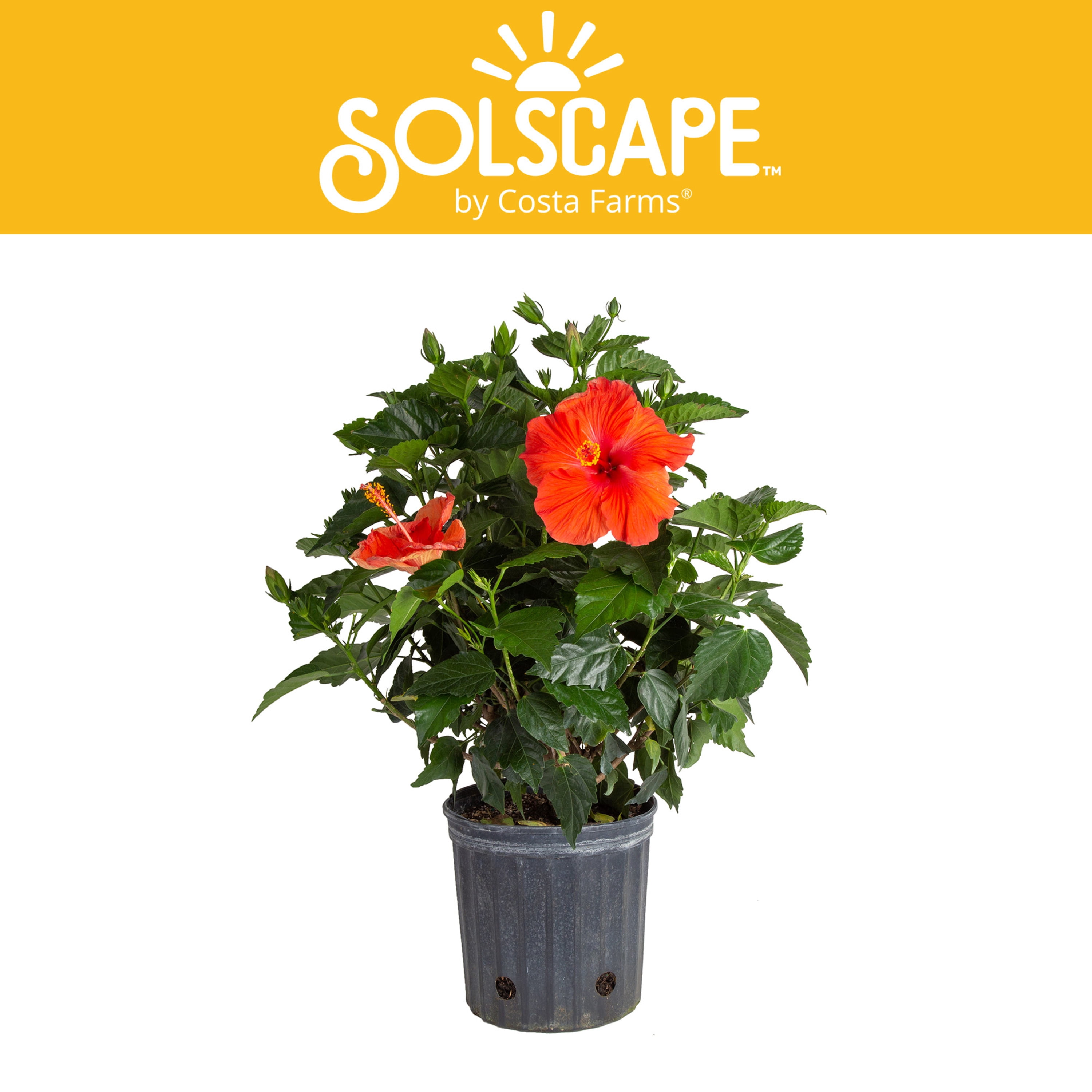 Costa Farms Solscape Live Outdoor 36in. Tall Assorted Hibiscus; Full Sun  Outdoors Plant in 10in. Grower Pot - Walmart.com