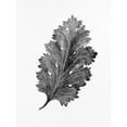 thumbnail image 3 of Allen, Kimberly 12x14 Black Modern Framed Museum Art Print Titled - Acanthus Leaf 2, 3 of 5