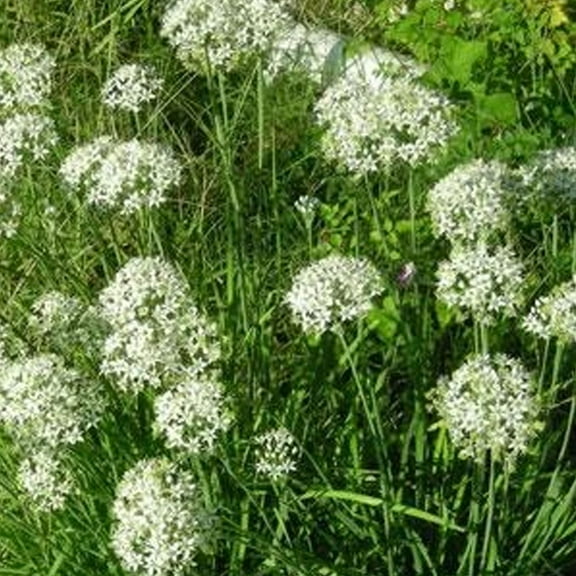 Organic Chives, Garlic Herb Seed - 500 mg ~125 Seeds - Non-GMO, Open Pollinated, Heirloom, Vegetable Gardening, Herb & Microgreens Seeds