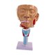 thumbnail image 5 of Modelo de garganta de cavidad nasal, modelo médico de enseñanza, modelo científico de laringe de faringe de PVC para exhibición en el aula de ciencias, 5 of 9