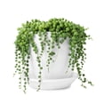 thumbnail image 4 of String of Pearls Style Succulent in 2" Pot –Small Potted succulents plants live ,  Easy to Start Indoor Lives  Houseplants, Indoor Outdoor Decoratio, 4 of 5