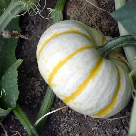 Pumpkin Garden Seeds - Lil' Pump-ke-mon Variety - 100 Seeds - Non-GMO, Heirloom Pumpkins - Miniature White - Orange