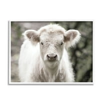 Stupell Industries White Cow Calf Portrait Animals & Insects Photography White Framed Art Print Wall Art, 14 x 11