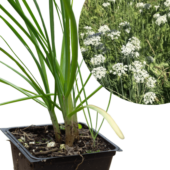 Garlic Chives (Allium tuberosum) Organic Plant in 2.5-inch Pot by Smoke Camp Crafts