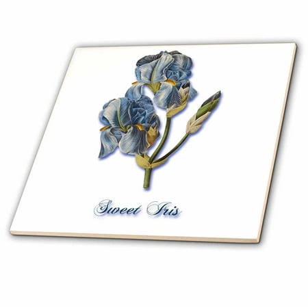 Botanical Tile - 3dRose Sweet Iris, Botanical Print of a Light Blue Bearded Iris - Ceramic Tile, 4-inch