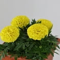 thumbnail image 2 of Expert Gardener 1G Yellow Marigold Hybrid Live Plants Decorative Pot Sun Pollinator, 2 of 6
