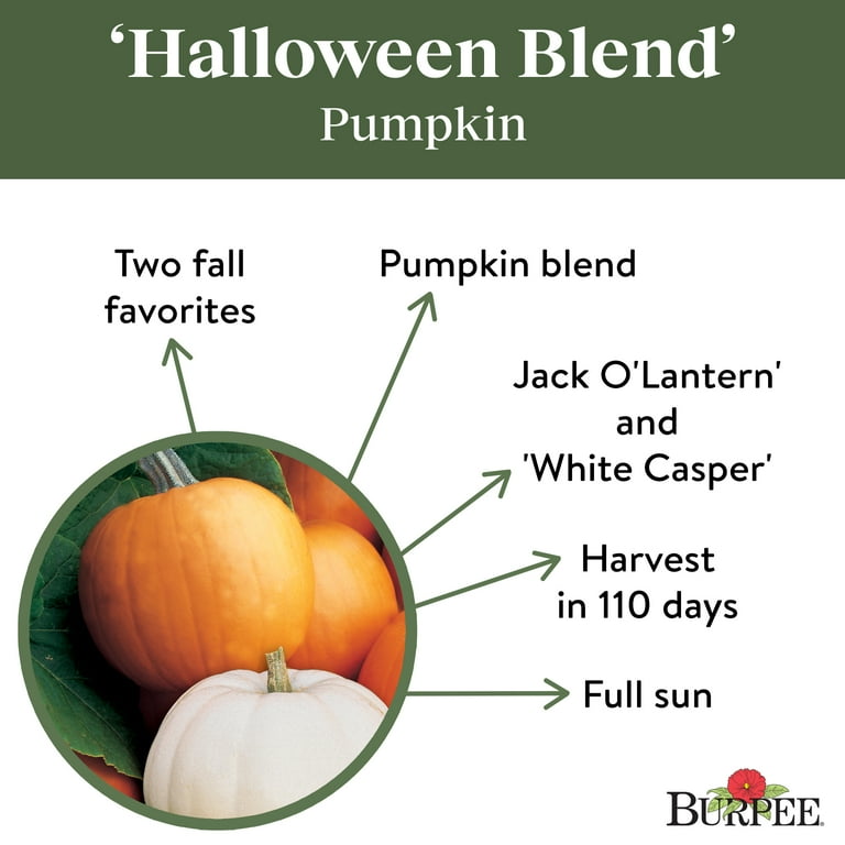 Burpee Halloween Blend Pumpkin Vegetable Seed, 1-Pack Burpee Halloween Blend Pumpkin Vegetable Seed, 1-Pack